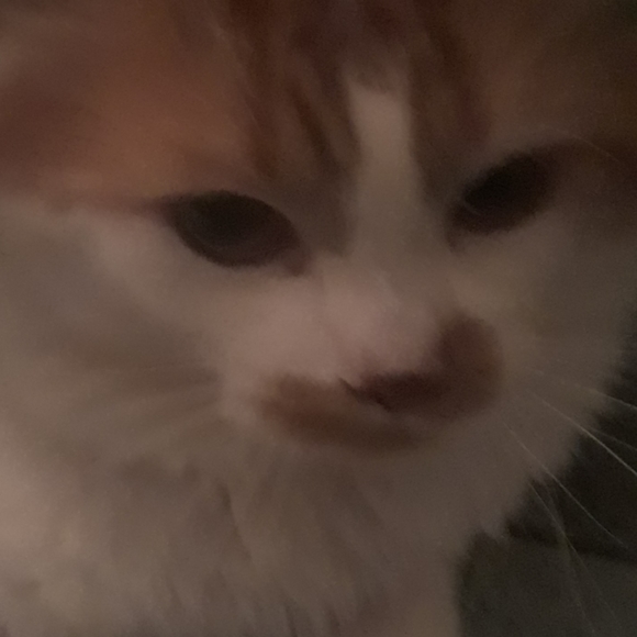 Cat - Picture 2 of 4